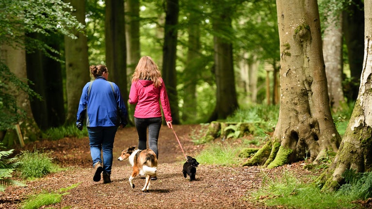Two women walk their dogs through the woodland at Allen Banks and Staward Gorge
